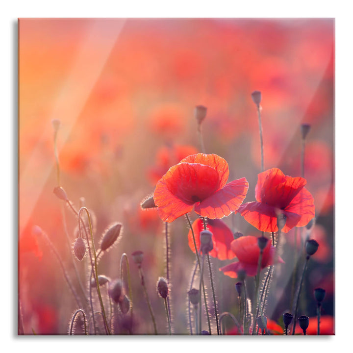 Pixxprint Glasbild | Wandbild auf Echtglas | Mohnblumenfeld | 40x40 cm | inkl. Aufhängung und Abstan