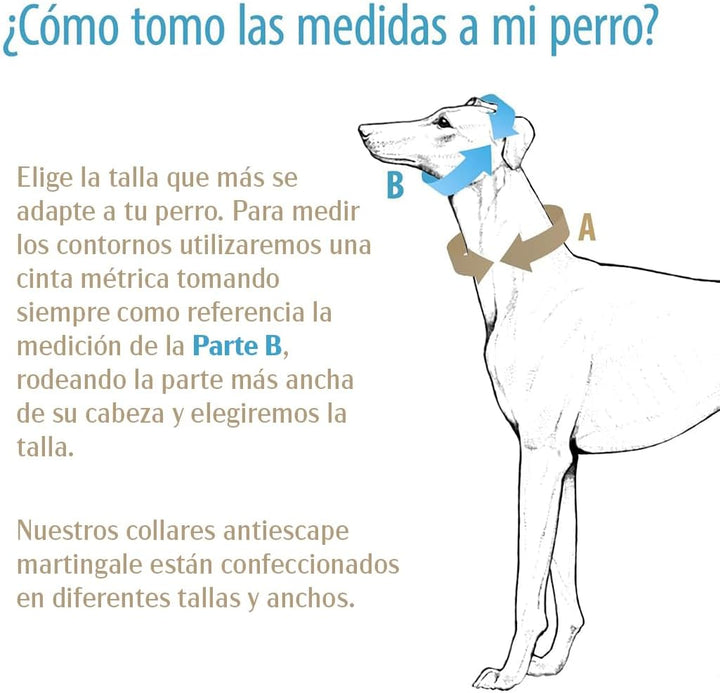 Galguita Amelie, 4 cm breit, Grösse L (40-49 cm), Hundehalsband gegen Auslaufen. Totenkopf 4cm Ancho