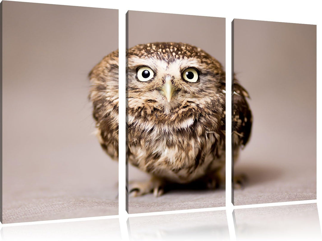 Pixxprint Niedliche Nachteule mit süssem Blick 3-Teiler Leinwandbild 120x80 Bild auf Leinwand