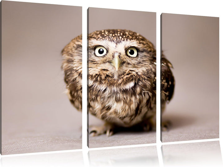 Pixxprint Niedliche Nachteule mit süssem Blick 3-Teiler Leinwandbild 120x80 Bild auf Leinwand