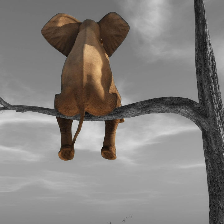 Pixxprint Glasbild | Wandbild auf Echtglas | Elefant auf einem Ast in der Wüste | 60x60 cm | inkl. A