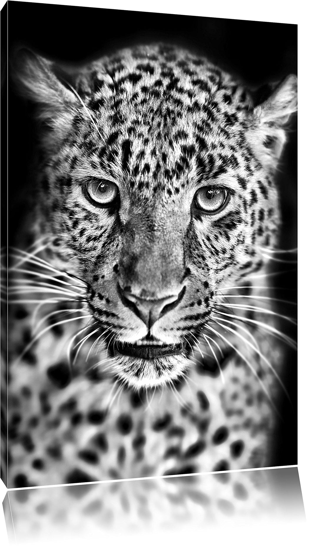 Pixxprint Stolzer Leopard / 100x70cm Leinwandbild bespannt auf Holzrahmen/Wandbild Kunstdruck Dekora