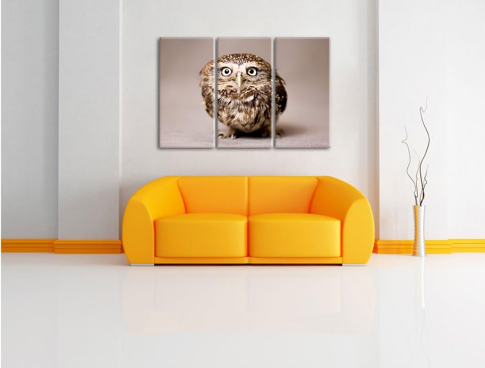 Pixxprint Niedliche Nachteule mit süssem Blick 3-Teiler Leinwandbild 120x80 Bild auf Leinwand