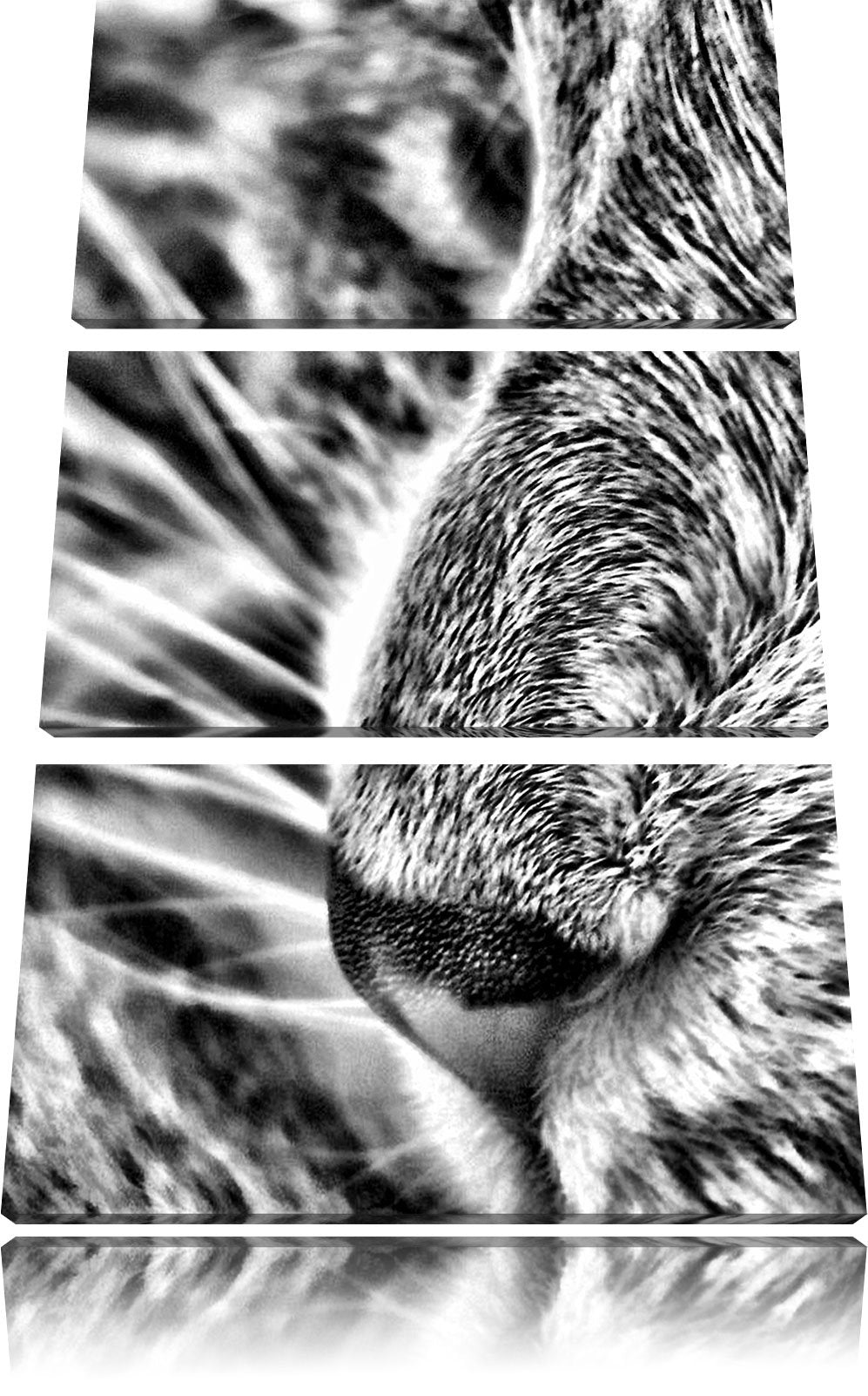 Pixxprint Katze mit blauen Augen als Leinwandbild/Grösse: 3 Teilig (120x80) cm/Wandbild/Kunstdruck/f