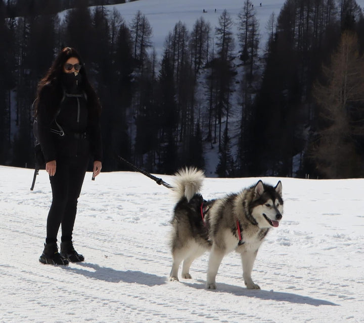 LASALINE Canicross Gürtel Bauchgurt für Hundeleine Dogtrekking Gürtel in Schwarz
