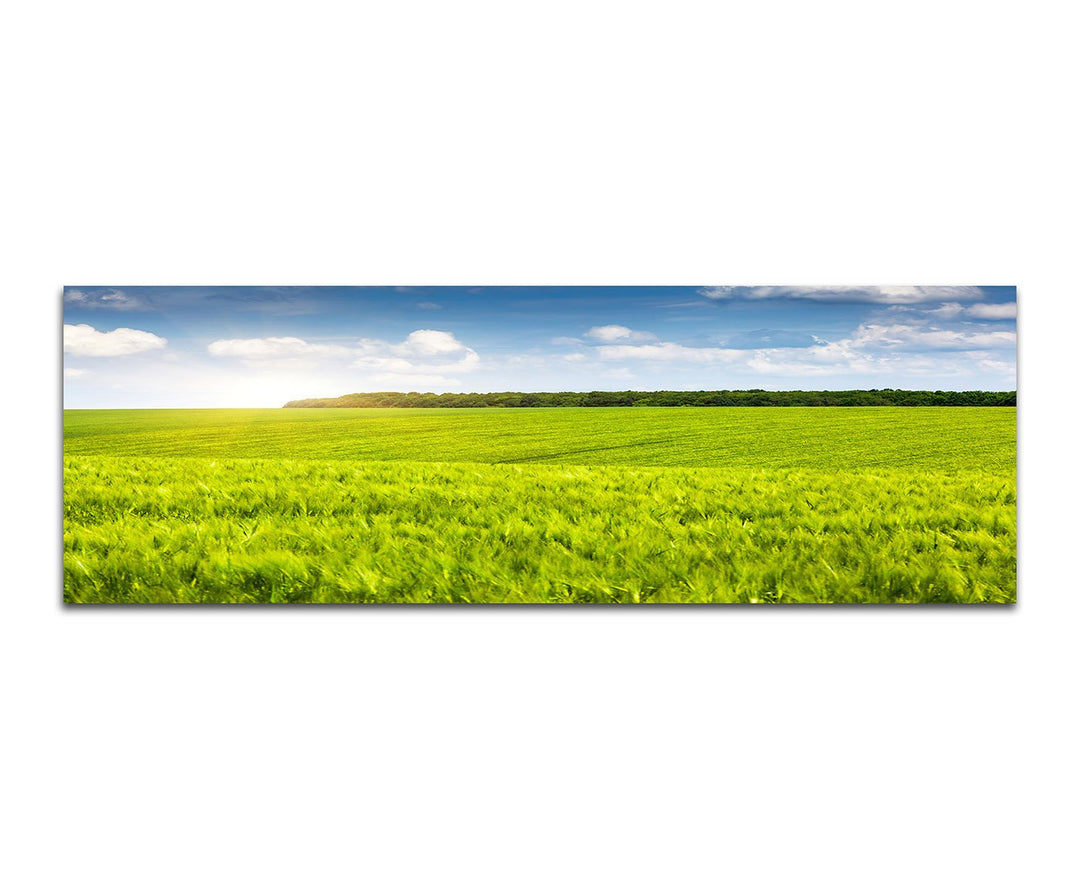 Paul Sinus Art Panoramabild auf Leinwand und Keilrahmen 150x50cm Ukraine Feld Wiese Sommer Wolkensch