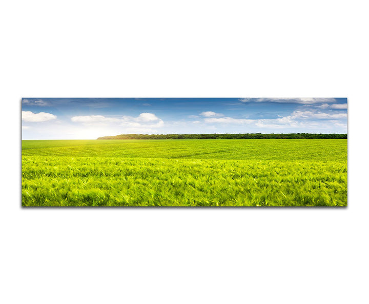 Paul Sinus Art Panoramabild auf Leinwand und Keilrahmen 150x50cm Ukraine Feld Wiese Sommer Wolkensch