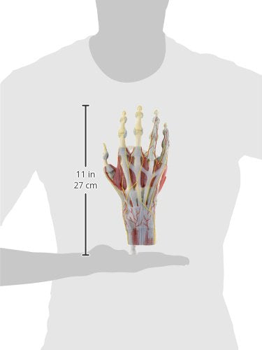 3B Scientific M33/1 Hand-Skelett-Modell mit Bändern und Muskeln + kostenlose Anatomie App - 3B Smart