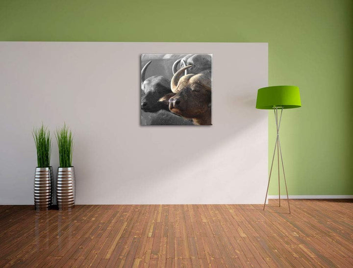 Pixxprint Wasserbüffel geniessen die Sonne als Leinwandbild Quadratisch/Grösse: 70x70 / Wandbild/Kun