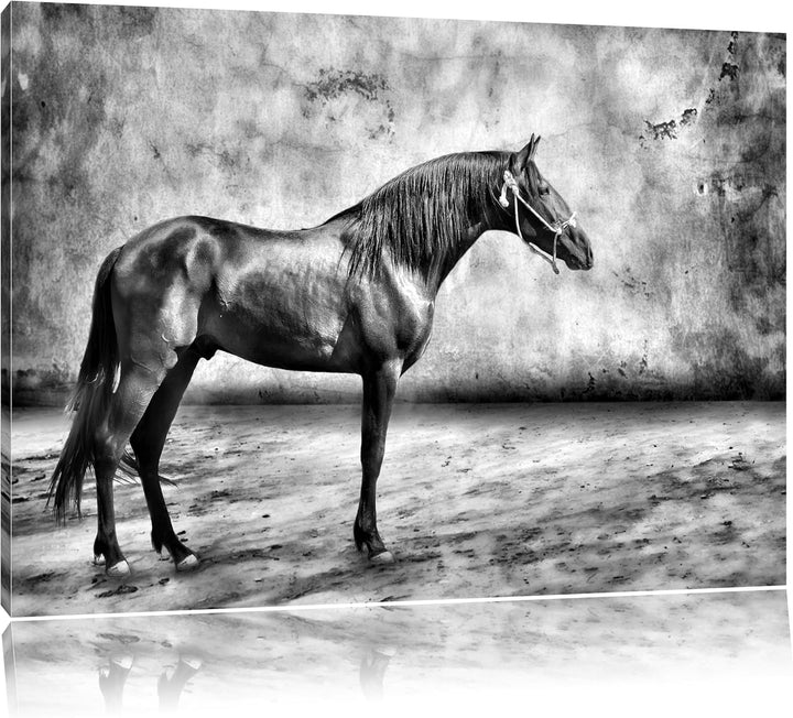 Pixxprint Brauner Hengst als Leinwandbild/Grösse: 100x70 / Wandbild/Kunstdruck/fertig bespannt, 100x