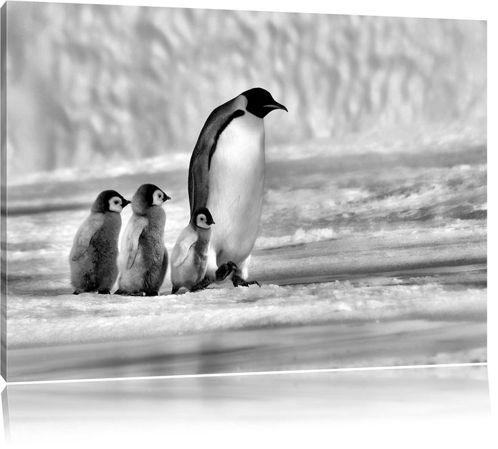 Pixxprint Monocrome, Kaiserpinguine im Schnee, Format: 100x70 auf Leinwand, riesige Bilder fertig ge