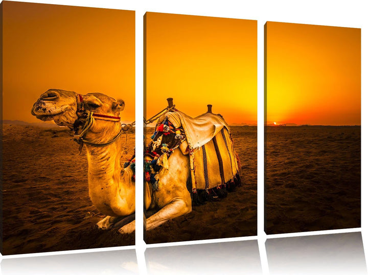 Pixxprint Kamel bei Sonnenuntergang in Ägypten 3-Teiler Leinwandbild 120x80 Bild auf Leinwand