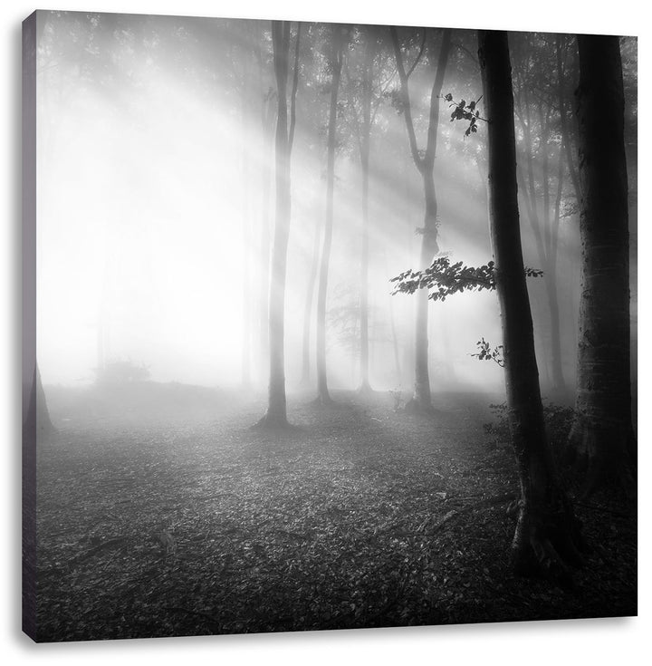 Pixxprint Düsterer Wald im Nebel Schwarz/Weiss, Format: 70x70 auf Leinwand, 70x70