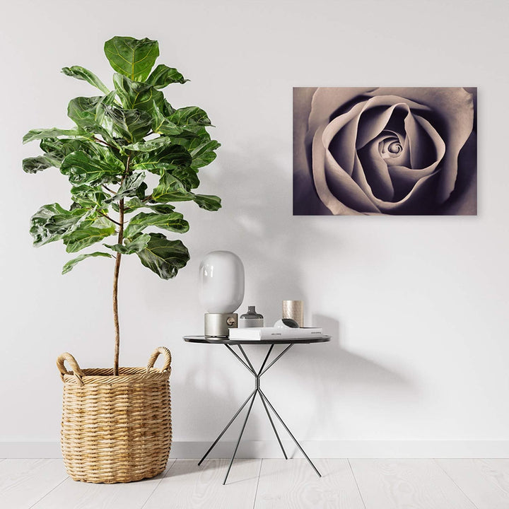 Feeby Wandbild Rose Druckbild Leinwandbild Blume Grau 100x70 cm M14549 100x70 cm, M14549 100x70 cm