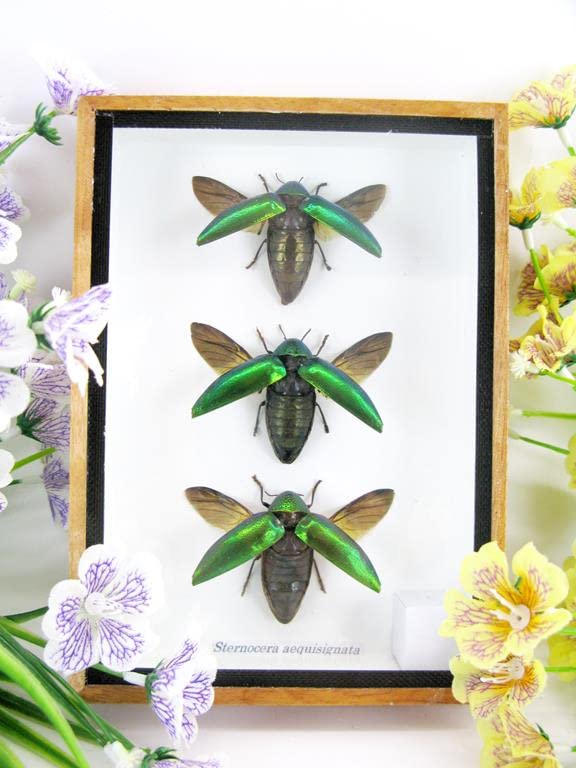 Echte exotische riesige Käfer, Insekten und Krabbler im Schaukasten - Insekten - Taxidermie (3 Stern