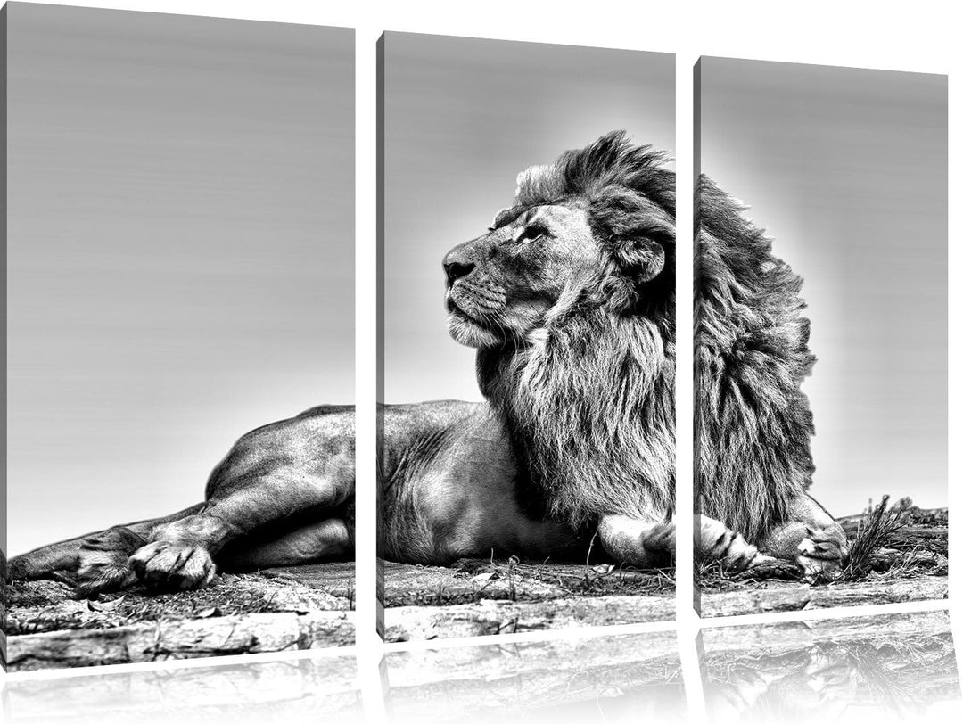 Pixxprint liegender Löwe als Leinwandbild | Grösse: 3 Teilig (120x80) | Wandbild| Kunstdruck | ferti