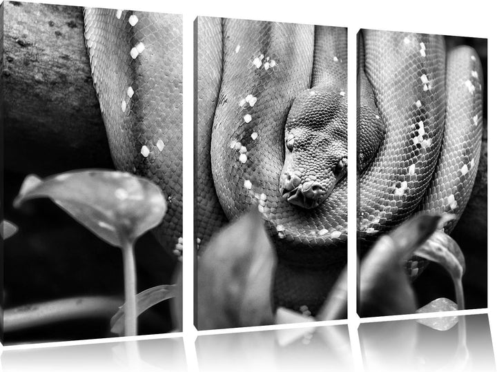 Pixxprint Grüne Schlange, gelbe Augen, als Leinwandbild/Grösse: 3 Teilig (120x80) cm/Wandbild/Kunstd