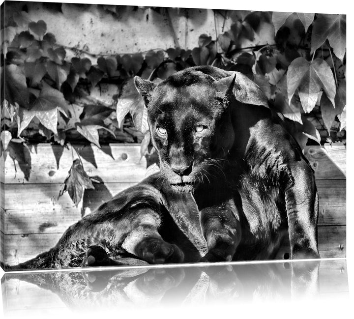 Pixxprint schwarzer Panther als Leinwandbild/Grösse: 100x70 cm/Wandbild/Kunstdruck/fertig bespannt,