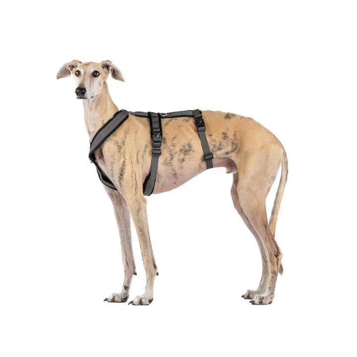 3-Punkt-Gurt mit Anti-Ziehen, ideal für Lebreles: Italienischer Windhund, Whippet, Windhund, Podenco