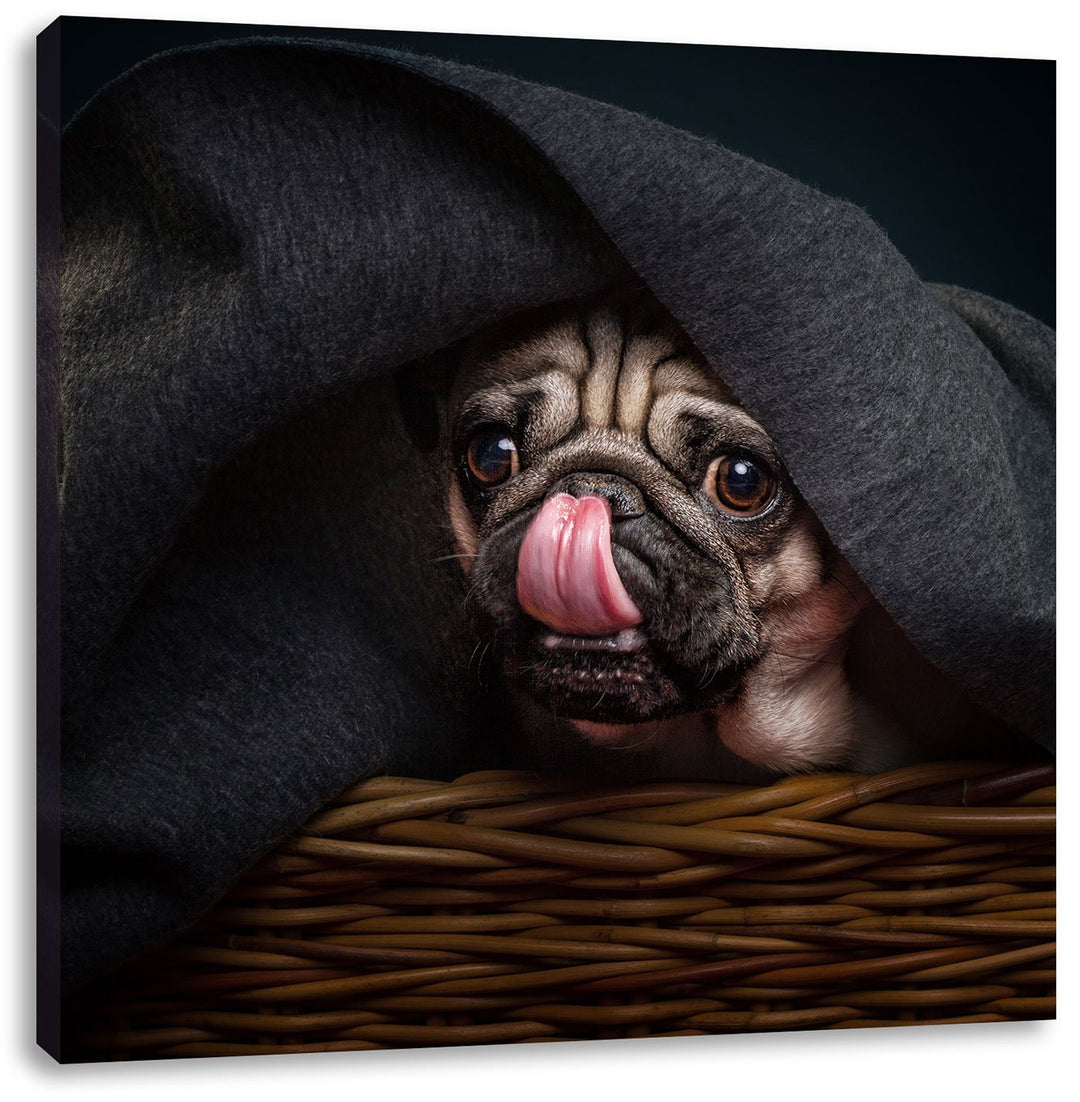 Süsser Mops unter der Decke, Format: 70x70 auf Leinwand, XXL riesige Bilder fertig gerahmt mit Keilr