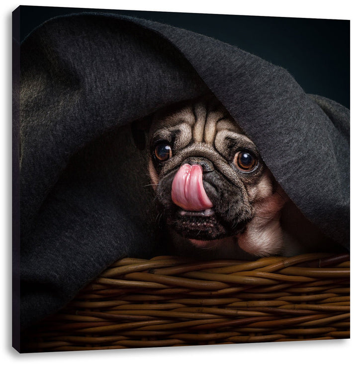 Süsser Mops unter der Decke, Format: 70x70 auf Leinwand, XXL riesige Bilder fertig gerahmt mit Keilr