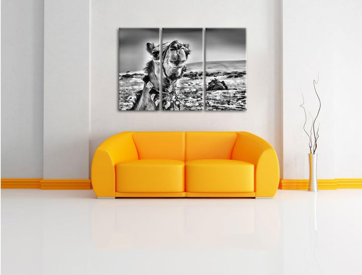 Pixxprint Monocrome, Lustiges Kamel in Wüste 3-Teiler Leinwandbild 120x80 Bild auf Leinwand