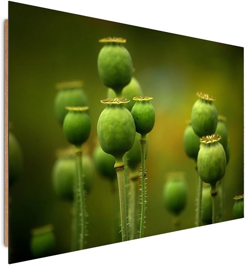 Feeby. Wandbilder - 1 Teilig- 60x80 cm - Bilder Kunstdrucke Deko Panel, MOHN, NATUR, GRÜN, 60x80 cm