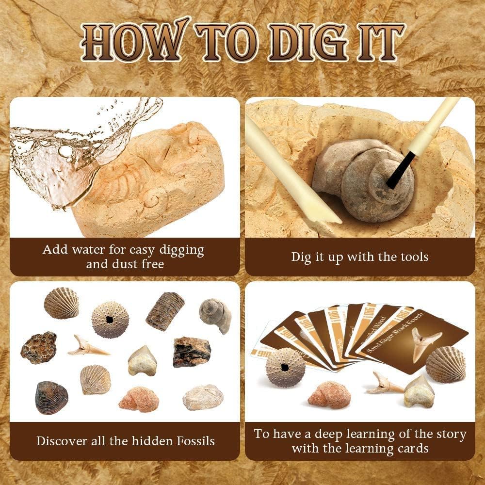 Fossilien Steine Ausgrabungsset Für Kinder Ausgrabung Fossilien Experimentierkästen Für Kinder Ab 7