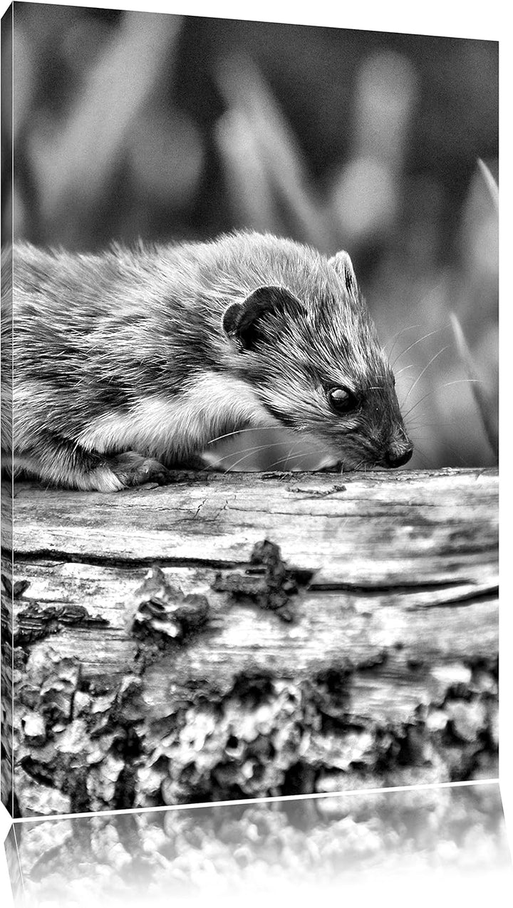 Pixxprint Frettchen auf Baumstamm / 100x70cm Leinwandbild bespannt auf Holzrahmen/Wandbild Kunstdruc
