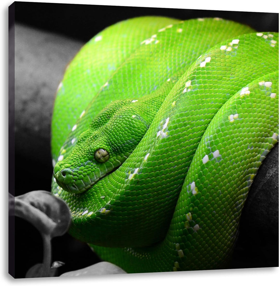 Pixxprint Grüne exotische Schlange als Leinwandbild/Grösse: 70x70 cm/Wandbild/Kunstdruck/fertig besp