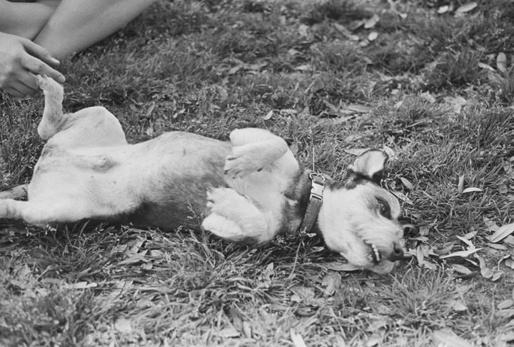 SHD100 35 mm Film für Tageslicht-Landschaften, Schwarzweissfilm 35mm, Scan-freundliche Vergrösserung