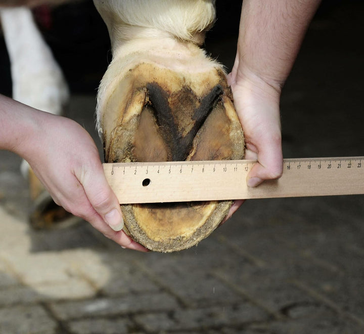 HKM Hufschuhe für Pferde – Pferdehufschuh Pferdeschuh mit rutschhemmender Schuhsohle & weicher Polst