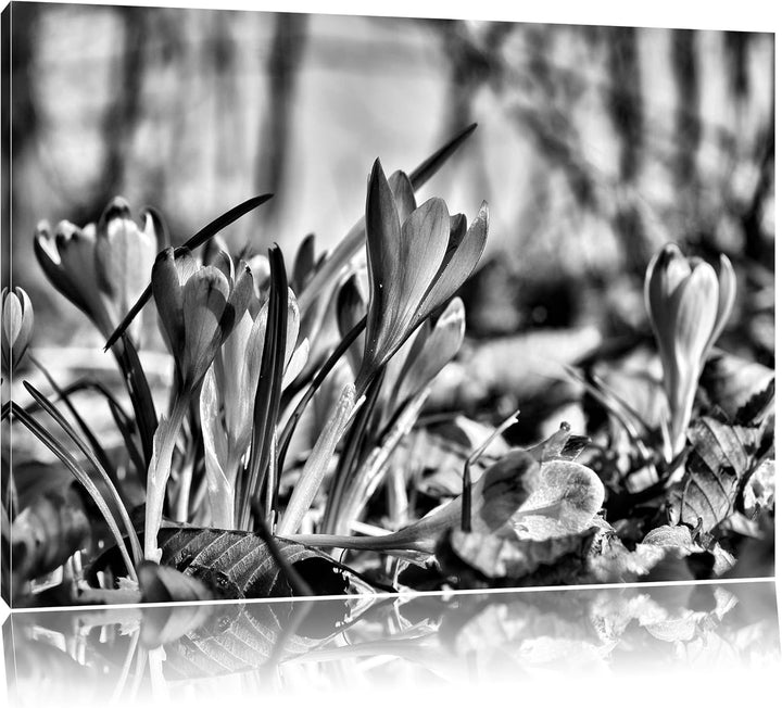 Pixxprint Exotische lila Krokusse / 100x70cm Leinwandbild bespannt auf Holzrahmen/Wandbild Kunstdruc