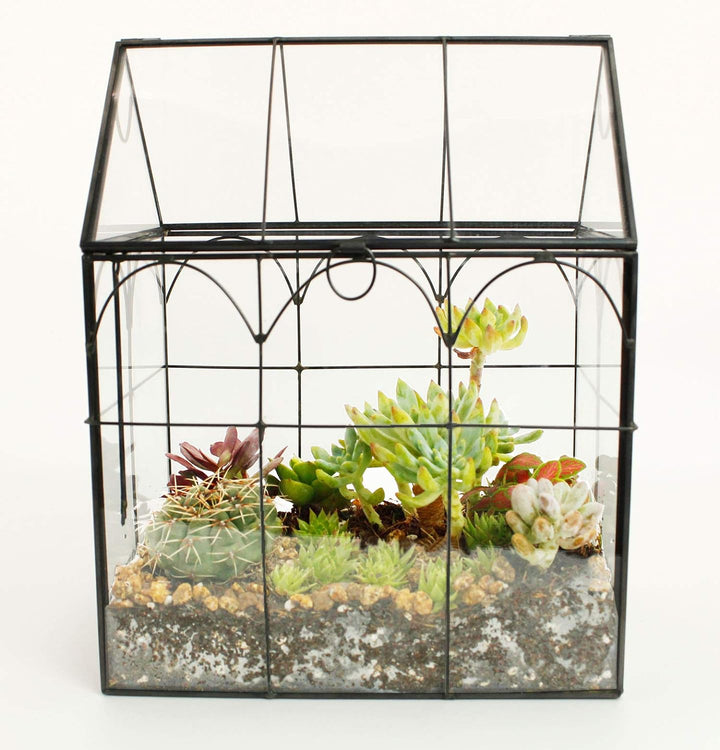 ElegantLife Geometrisches Terrarium aus Glas für Sukkulenten und Luftpflanzen (Keine Pflanze im Lief