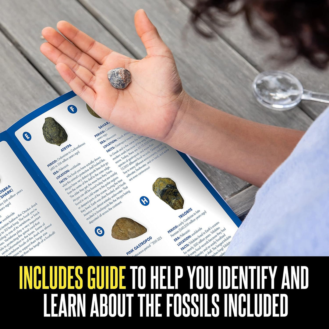 Learning Resources GeoSafari Fossilien-Ausgrabungsset