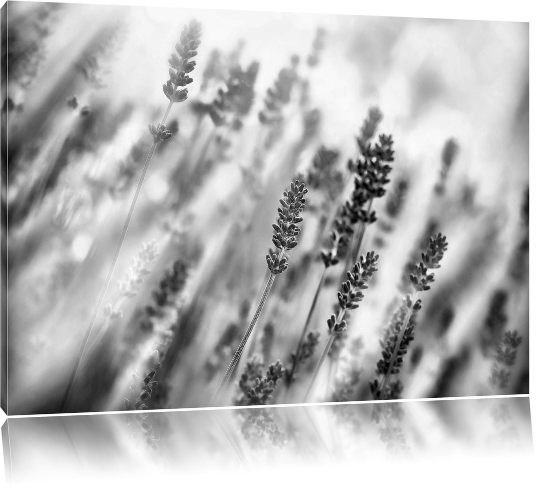 Pixxprint Monocrome, Schöner Lavendel im sanften Licht, Format: 100x70 auf Leinwand, XXL riesige Bil