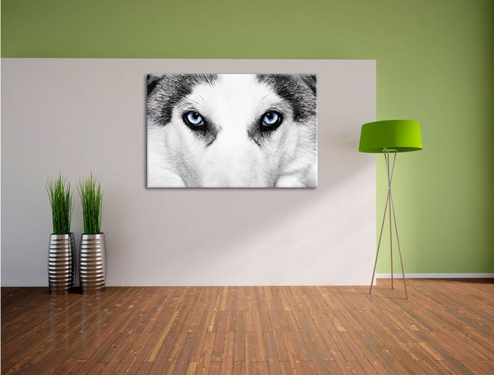 Husky mit Eisblauen Augen Format: 100x70 auf Leinwand, XXL riesige Bilder fertig gerahmt mit Keilrah