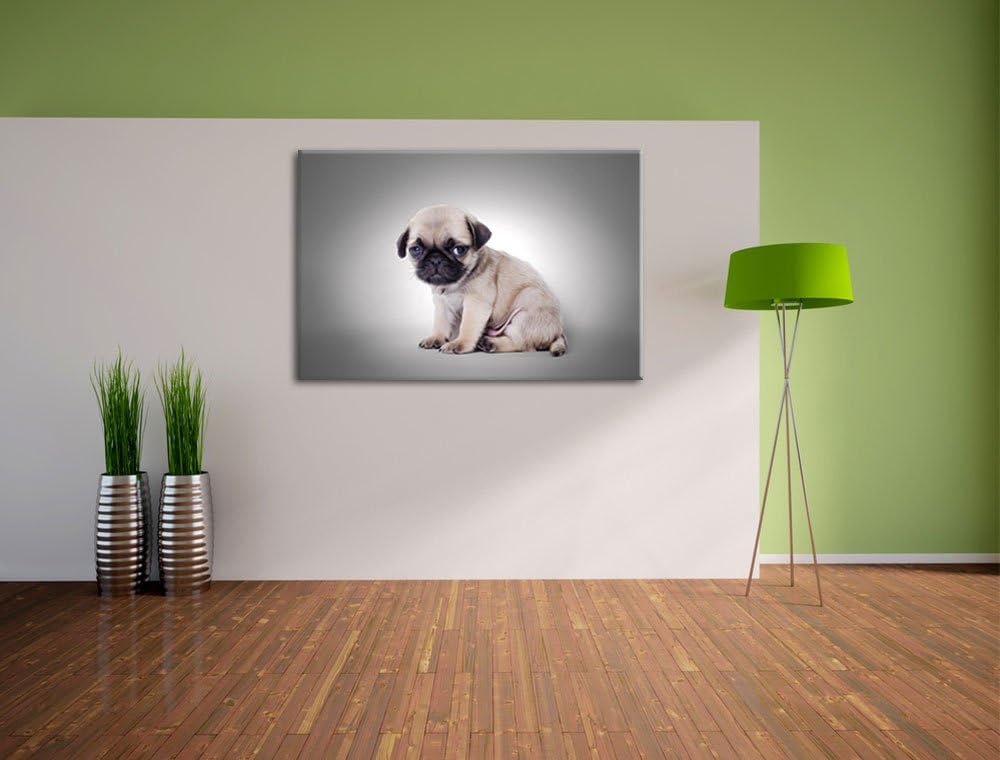 sitzender Mopswelpe vor grauem Hintergrund schwarz/weiss Format: 100x70 auf Leinwand, XXL riesige Bi