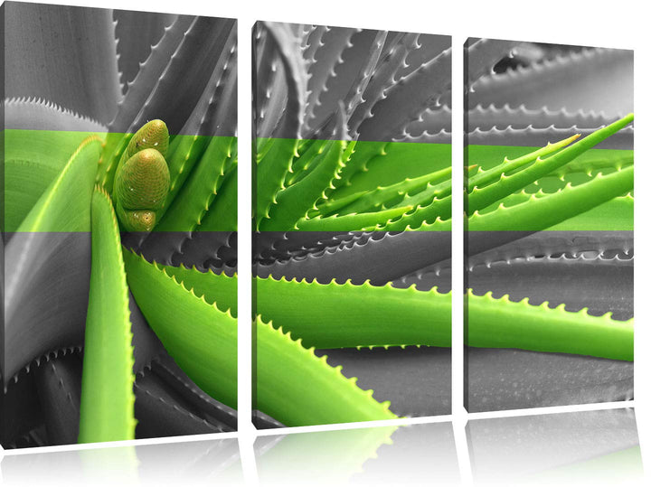 Pixxprint grüne Aloe Vera Pflanze als Leinwandbild | Grösse: 3 Teilig (120x80) | Wandbild| Kunstdruc