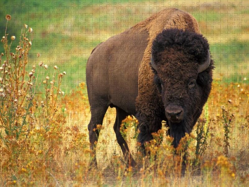 CALVENDO Puzzle Wisent & Bison 1000 Teile Lege-Grösse 64 x 48 cm Foto-Puzzle Bild von Elisabeth Stan