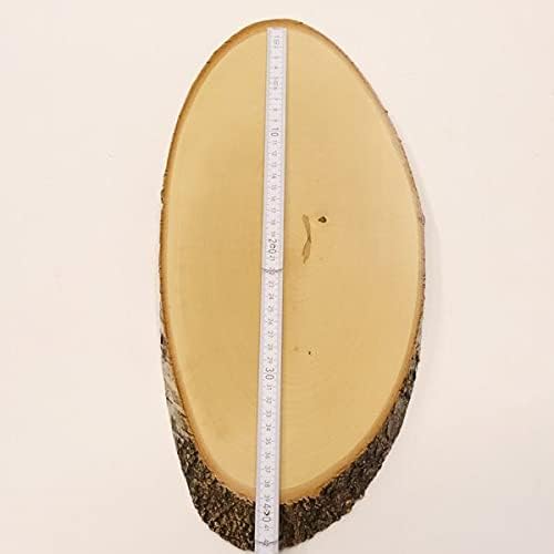 GTK - Geweihe & Trophäen KRUMHOLZ Birke Rothirsch AF 38 cm Hirsch Schild Trophäenschild Geweih Baums