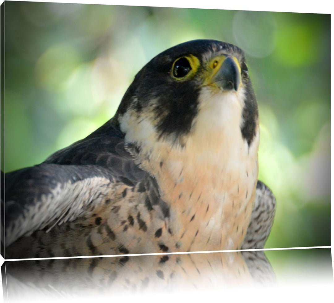 Pixxprint schöner Grauer Adler auf Leinwand, XXL riesige Bilder fertig gerahmt mit Keilrahmen, Kunst