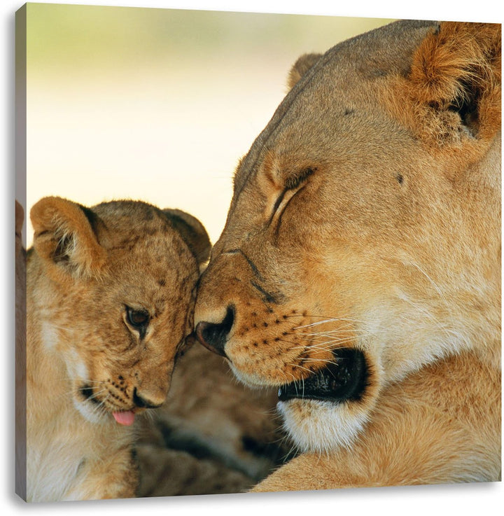 Pixxprint Löwenmutter schmusend mit Junges, Format: 70x70 auf Leinwand, 70x70