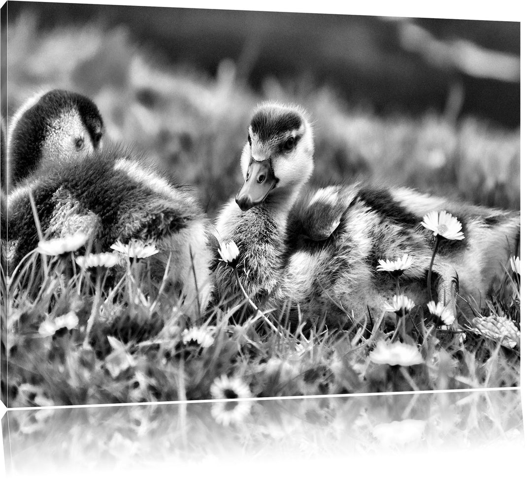 Monocrome, Kühe auf Wiese, Format: 100x70 auf Leinwand, XXL riesige Bilder fertig gerahmt mit Keilra