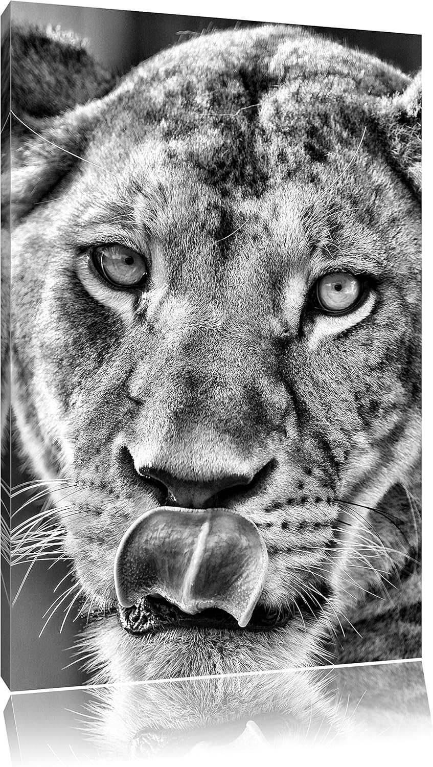 Monocrome, anmutige Löwin, Format: 100x70 auf Leinwand, XXL riesige Bilder fertig gerahmt mit Keilra