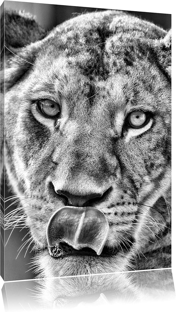 Monocrome, anmutige Löwin, Format: 100x70 auf Leinwand, XXL riesige Bilder fertig gerahmt mit Keilra