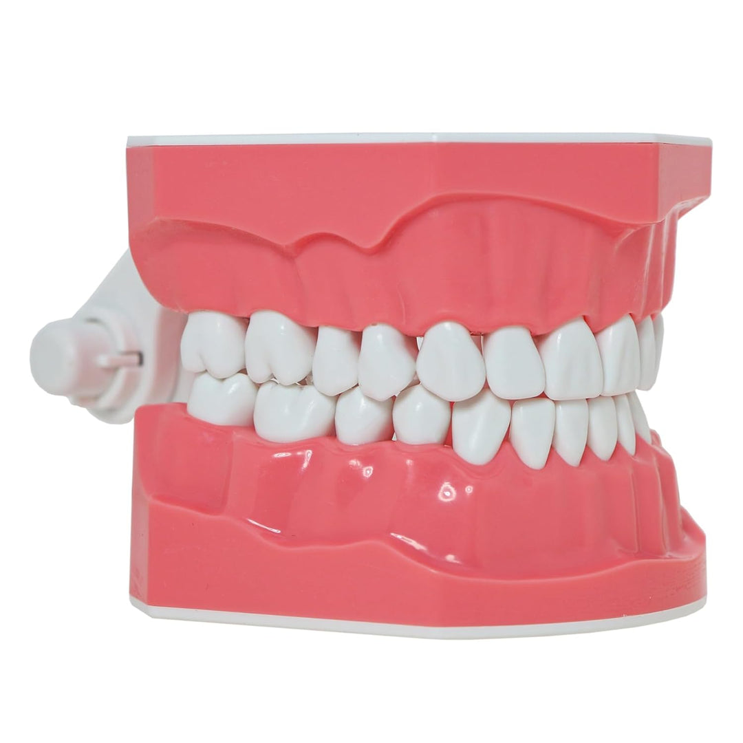 DENTALMALL Zahnputz-Modell, Zähne, Typodont, Muster, sichtbar, Anatomie, Demonstration, Lehr, Standa