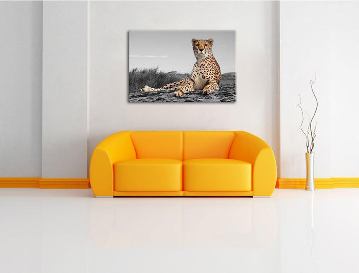 prächtiger Gepard in Savanne schwarz/weiss Format: 100x70 auf Leinwand, XXL riesige Bilder fertig ge