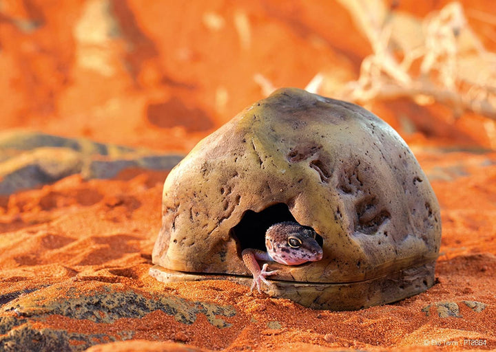 Exo Terra Gecko Höhle für Reptilien und Amphibien, Reptilienversteck Medium, PT2865 Medium Standardv