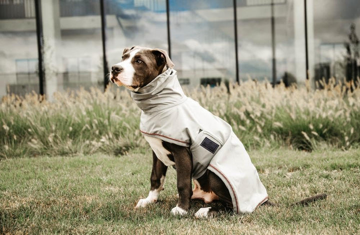 Kentucky Hunde Regenjacke Farbe Reitbekleidung Dusty Blue, Grösse S S dusty blue, S dusty blue